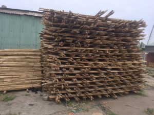 ĐẠI LÝ GIÁ SỈ , LẺ CÂY TẦM VÔNG SỐ LƯỢNG LỚN 7