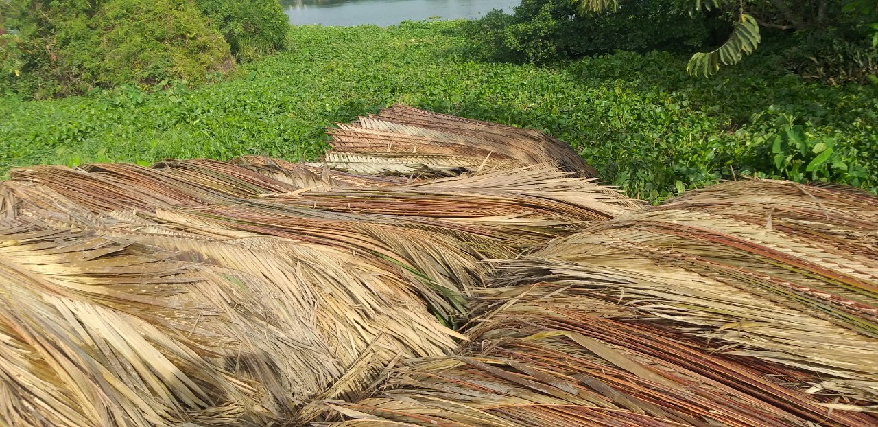 Lợp mái lá dừa nước - nguyên liệu phổ biến nhất trong làm nhà mái lá